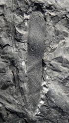 Lepidostrobus